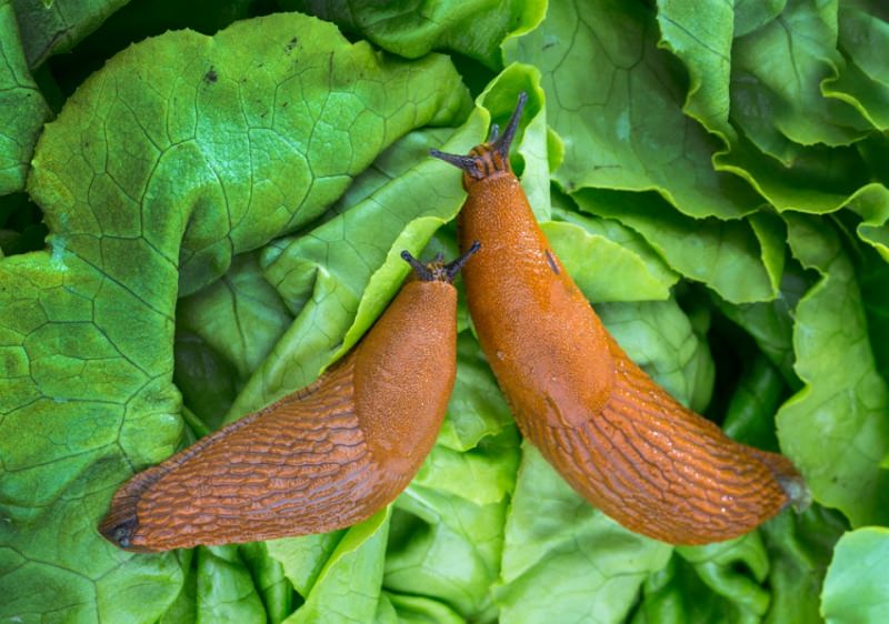 Как можно избавиться от слизней в теплице