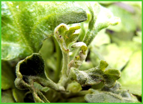 Как можно избавиться от слизней в теплице