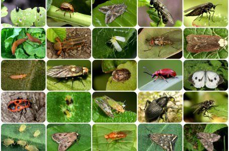 Как можно избавиться от слизней в теплице