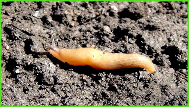 Как можно избавиться от слизней в теплице