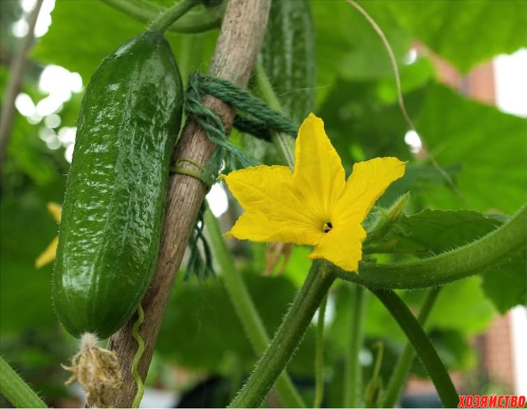 Как можно продлить плодоношение огурцов