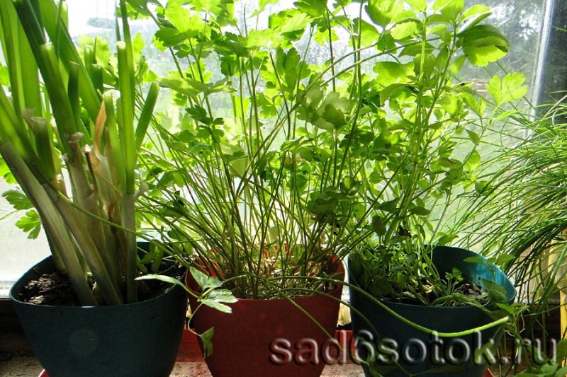 Как можно вырастить зелень в домашних условиях