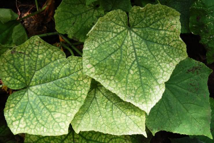 Как нужно бороться с паутинным клещом на огурцах в теплице