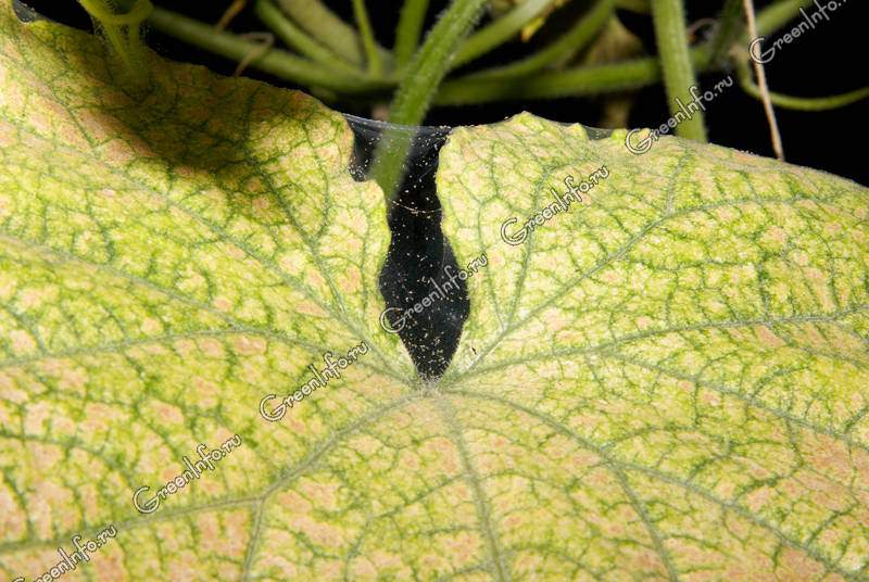 Как нужно бороться с паутинным клещом на огурцах в теплице