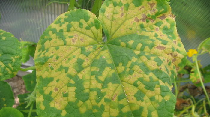 Как нужно бороться с паутинным клещом на огурцах в теплице