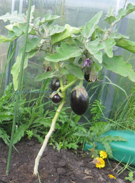 Как нужно поливать баклажаны в теплице из поликарбоната