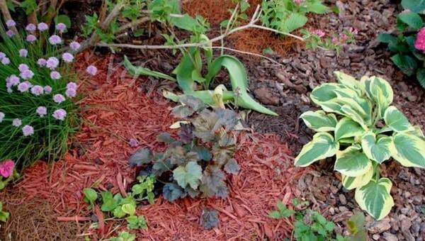 Как нужно правильно мульчировать почву?
