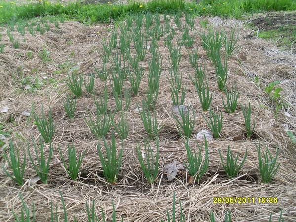 Как нужно правильно мульчировать почву?