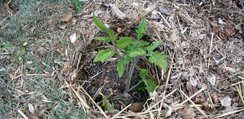 Как нужно правильно мульчировать почву?