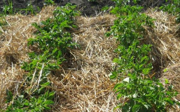 Как нужно правильно мульчировать почву?