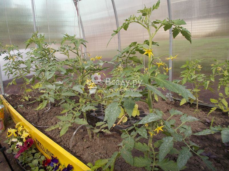 Как обеспечить правильный уход за помидорами в июле в теплице