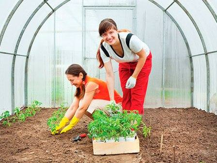 Как обеспечить правильный уход за помидорами в июле в теплице