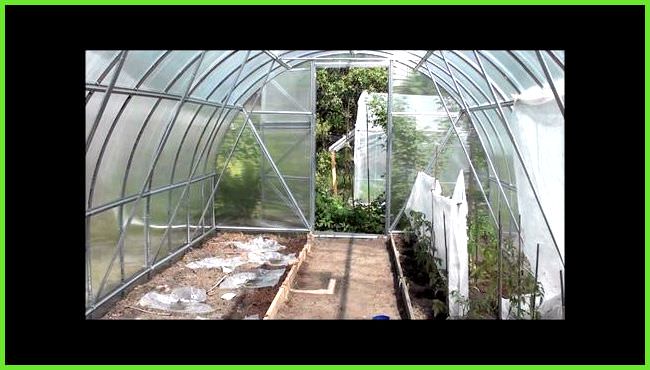 Как омолодить и реанимировать огурцы в теплице