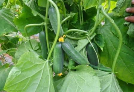 Как омолодить и реанимировать огурцы в теплице