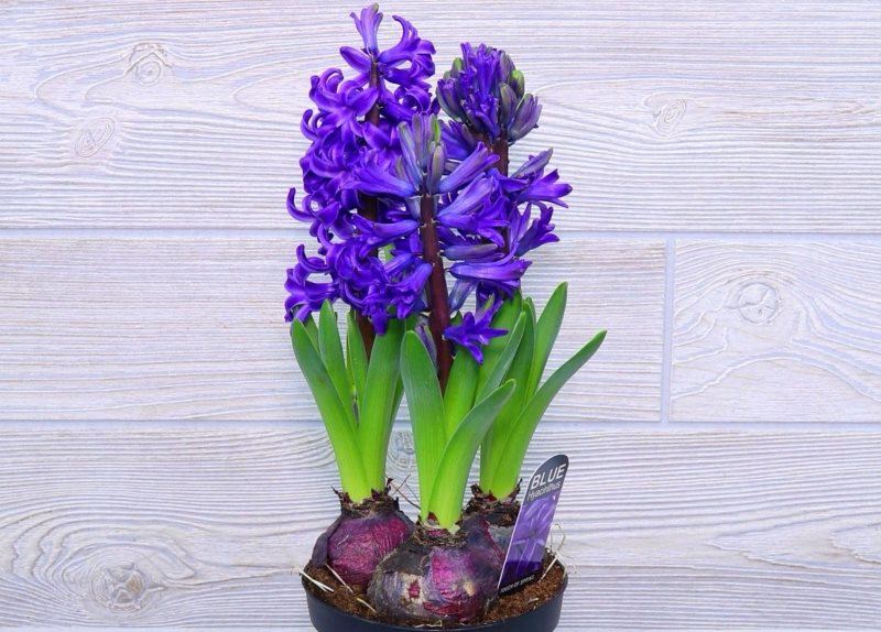 Как определить, нужно ли пересаживать гиацинт после покупки?