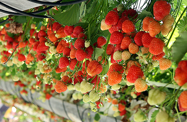 Как организовать бизнес по выращиванию клубники в теплице круглый год?