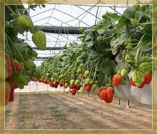 Как организовать бизнес по выращиванию клубники в теплице круглый год?