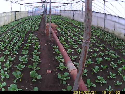 Как организовать отопление теплицы дровами?