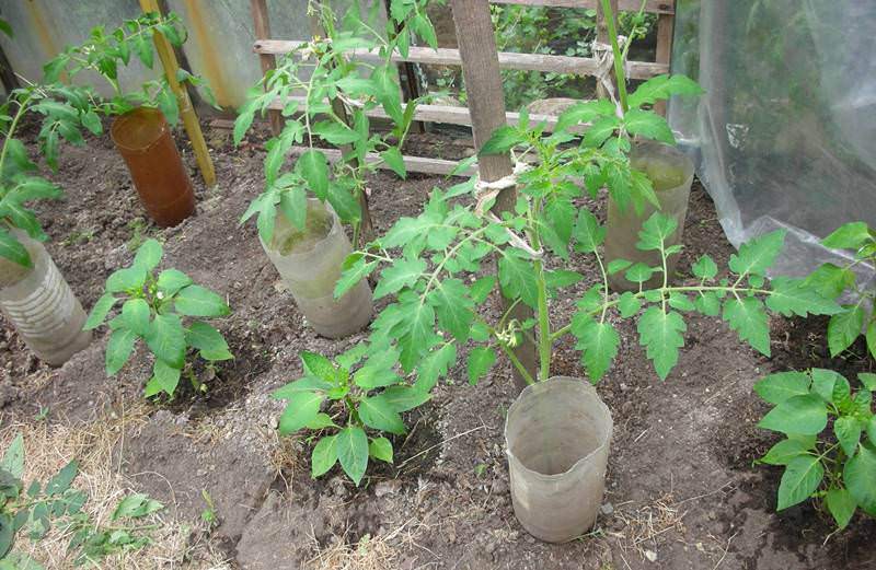 Как организовать полив помидоров бутылками