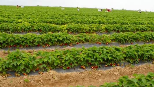 Как организовать промышленное выращивание клубники?