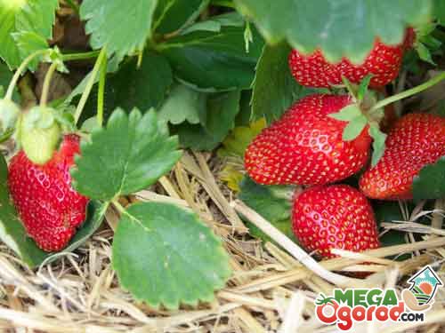 Как осуществляется мульчирование клубники