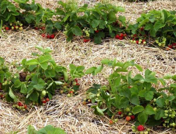 Как осуществляется мульчирование клубники