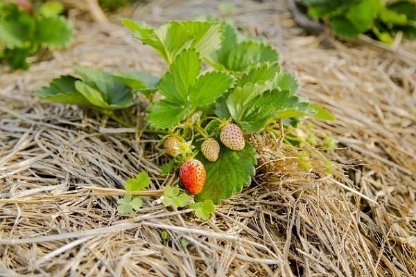 Как осуществляется мульчирование клубники