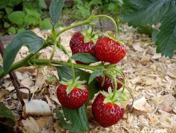 Как осуществляется мульчирование клубники