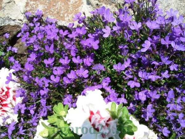 Как осуществляется правильная посадка лобелии в кашпо?