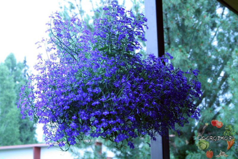 Как осуществляется правильная посадка лобелии в кашпо?