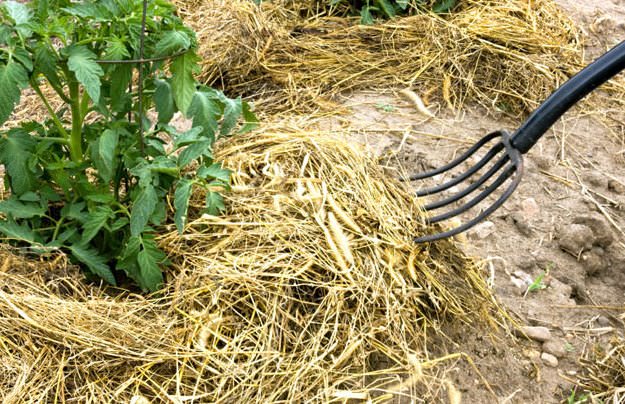 Как осуществляется правильное мульчирование томатов в теплице?