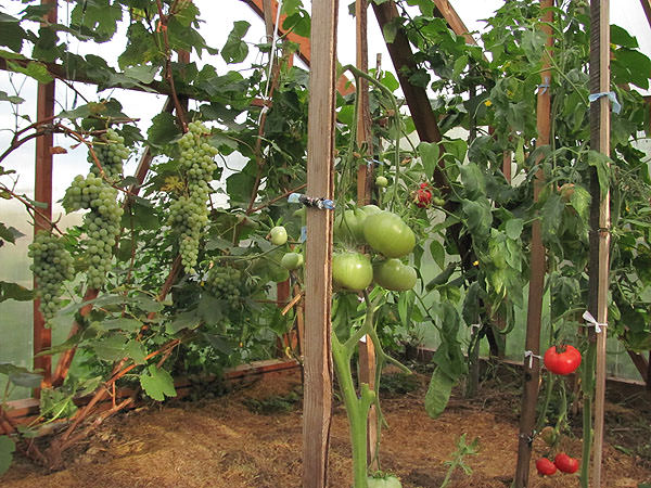 Как осуществляется правильное мульчирование томатов в теплице?