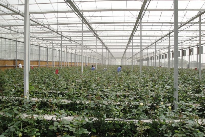 Как осуществляется строительство теплицы по голландской технологии