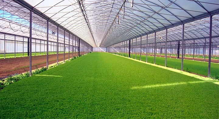 Как осуществляется строительство теплицы по голландской технологии