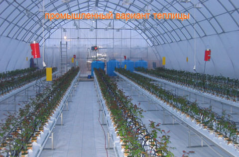 Как осуществляется строительство теплицы по голландской технологии