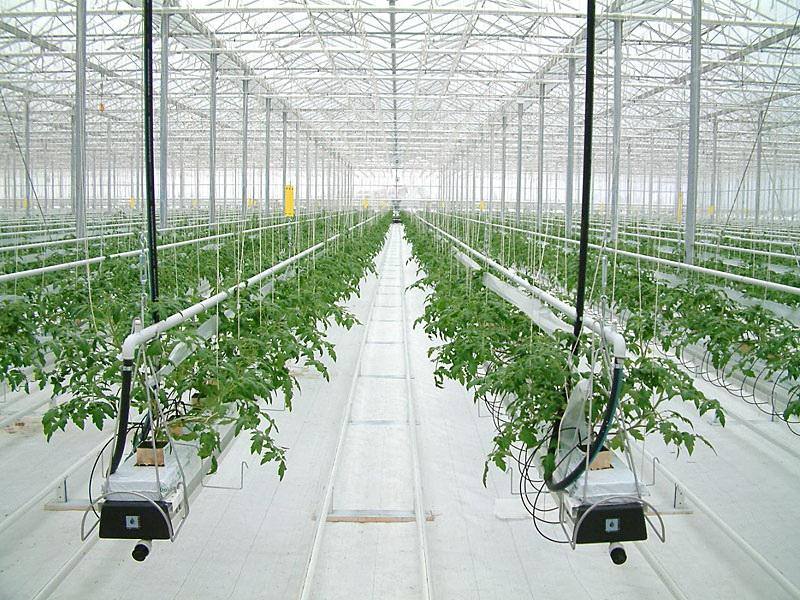 Как осуществляется строительство теплицы по голландской технологии