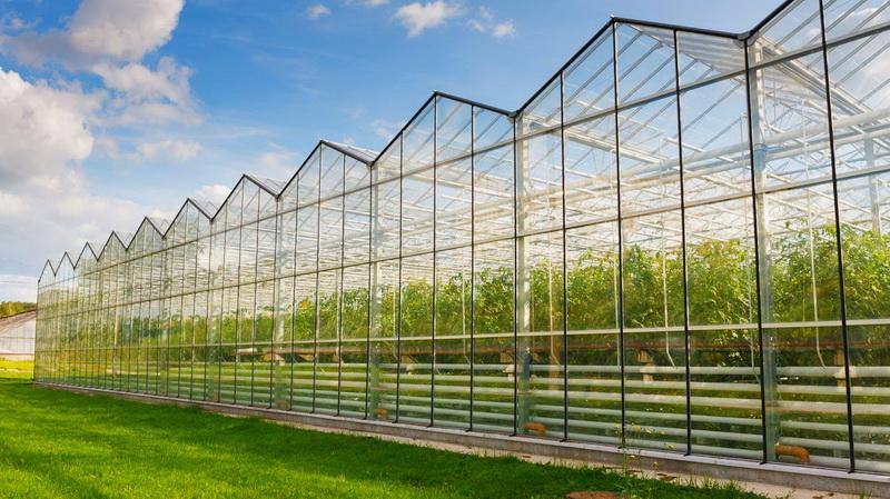 Как осуществляется строительство теплицы по голландской технологии