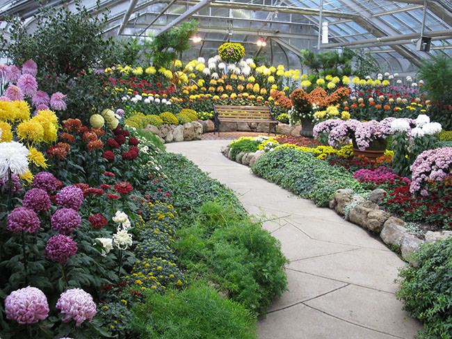 Как осуществляется выращивание хризантем в теплице?