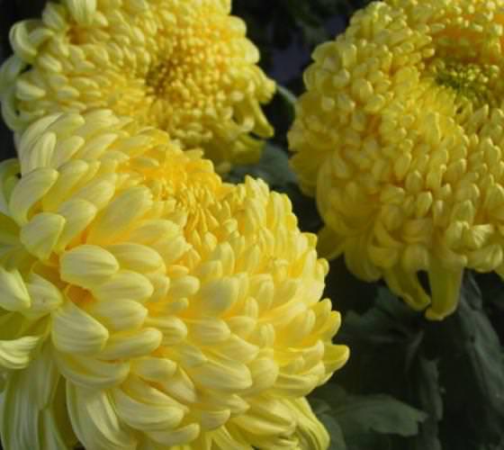 Как осуществляется выращивание хризантем в теплице?