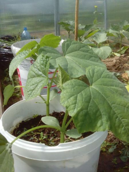 Как осуществляется выращивание огурцов в ведре?