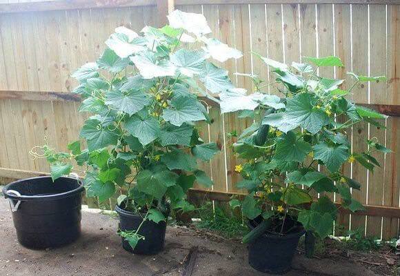 Как осуществляется выращивание огурцов в ведре?