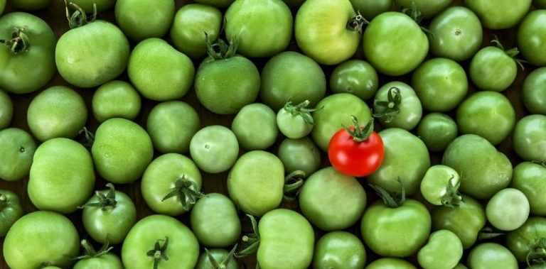 Как осуществляют хранение зеленых помидор