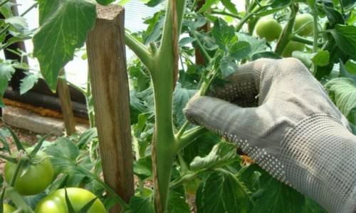 Как пасынковать помидоры в теплице: советы опытных огородников