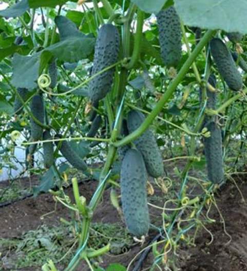 Как получить второй урожай огурцов в теплице