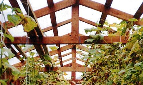 Как построить теплицу своими руками из дерева: составление чертежа и этапы работ