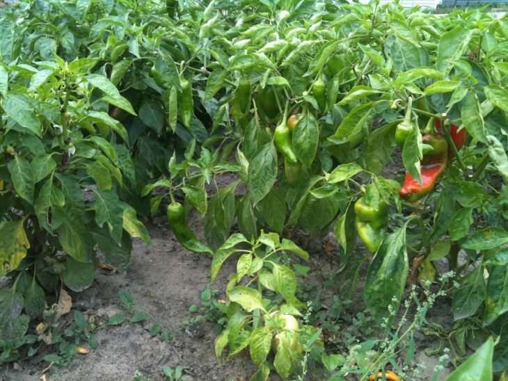 Как правильно формировать кусты перца при уходе в теплице?