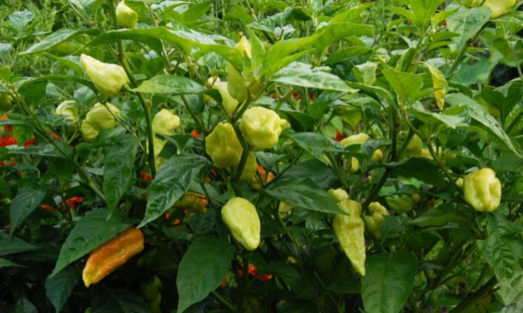 Как правильно формировать кусты перца при уходе в теплице?