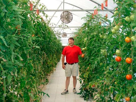 Как правильно формировать кусты помидоров в теплице