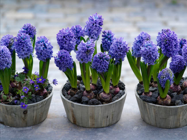 Как правильно хранить луковицы гиацинтов после цветения?