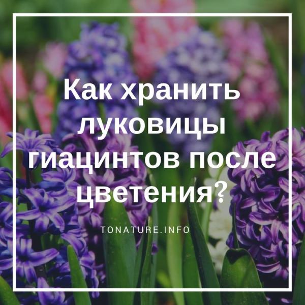 Как правильно хранить луковицы гиацинтов после цветения?